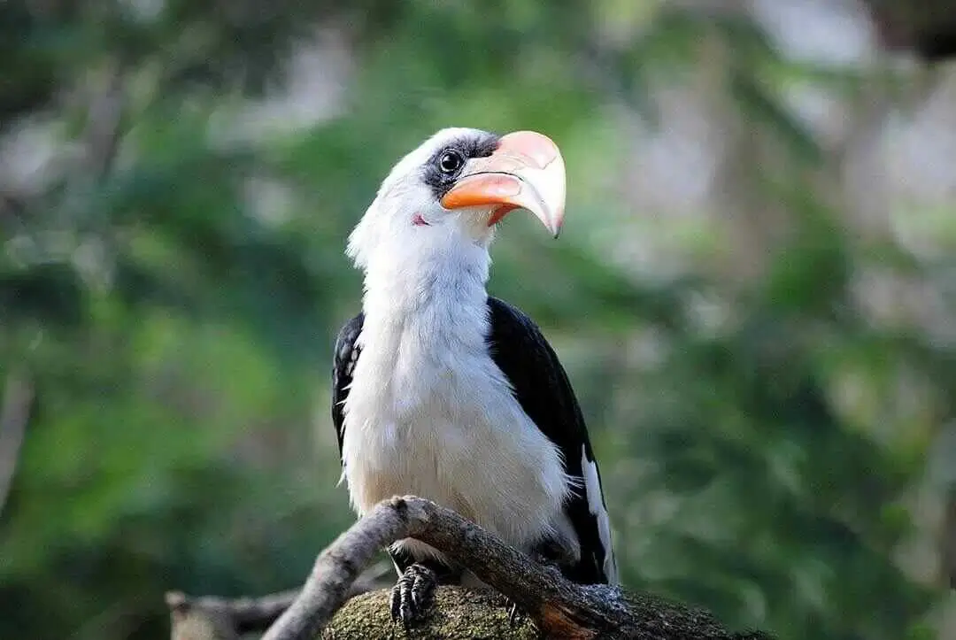 Jacksons hornbill